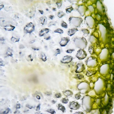cells-of-a-plant_Mkit8L5O cells-of-a-plant_Mkit8L5O