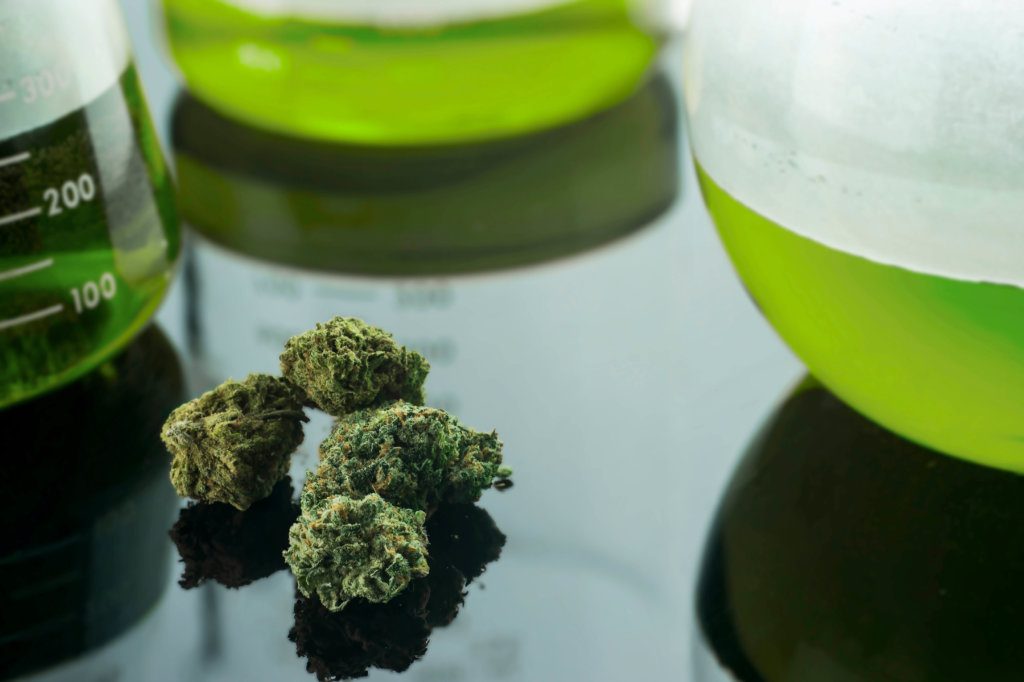 Cannabis sits in front of laboratory glass.